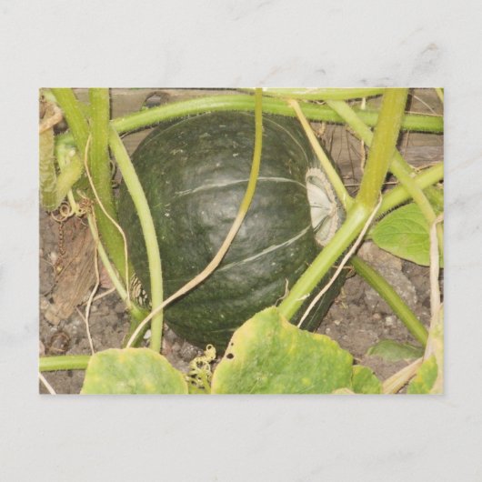 pompoen briefkaart (Voorkant)