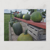 pompoen briefkaart (Voorkant)