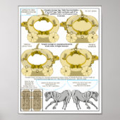 Pompoen Cream Coach Dankbaar Trouwtafel Kaart Poster (Voorkant)