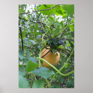 Pompoen groeien op een appelboom poster