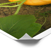 Pompoen in de tuin poster (Hoek)