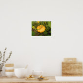 Pompoen in de tuin poster (Keuken)