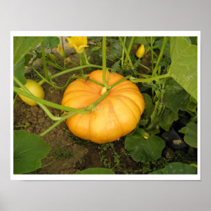 Pompoen in de tuin poster