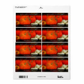 Pompoenboter / Preserve / Puree Food Jar Etiket (Full Sheet)