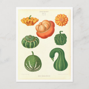 Pompoenen Botanische Illustratie uit Zaadcatalogus Briefkaart