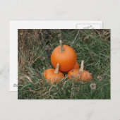 Pompoenen Briefkaart (Voorkant / Achterkant)