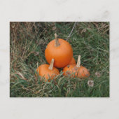 Pompoenen Briefkaart (Voorkant)