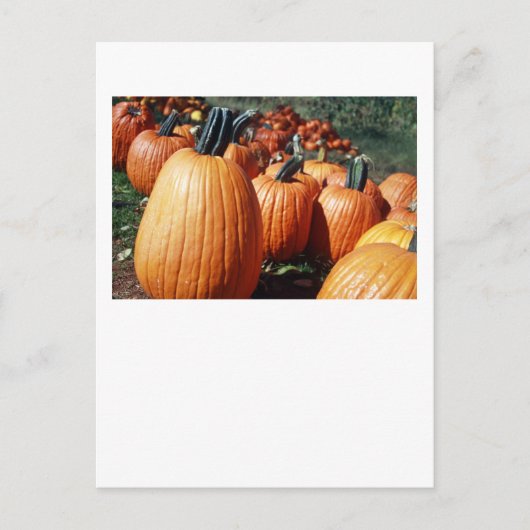 Pompoenen Briefkaart (Voorkant)