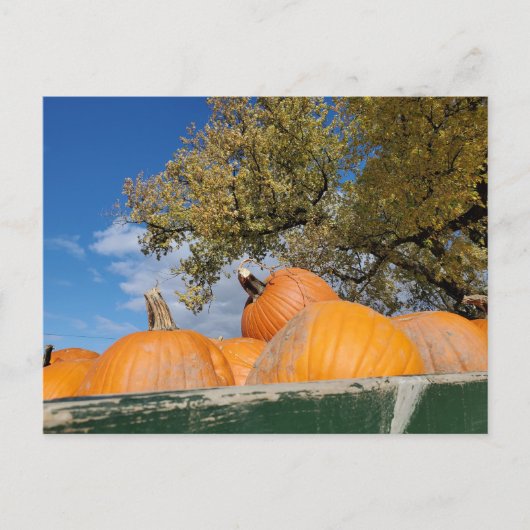 Pompoenen Briefkaart (Voorkant)