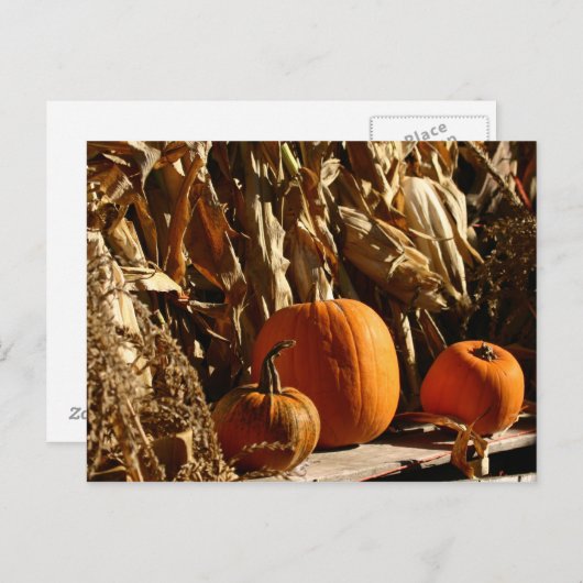 Pompoenen en corn briefkaart (Voorkant / Achterkant)