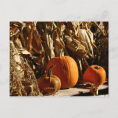 Pompoenen en corn briefkaart (Voorkant)