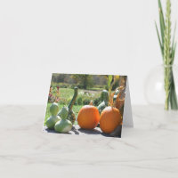 Pompoenen en kalebassen herfst natuur fotografie 