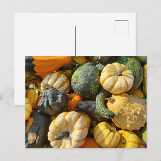 Pompoenen en kalebassen herfstvakantie briefkaart (Voorkant / Achterkant)