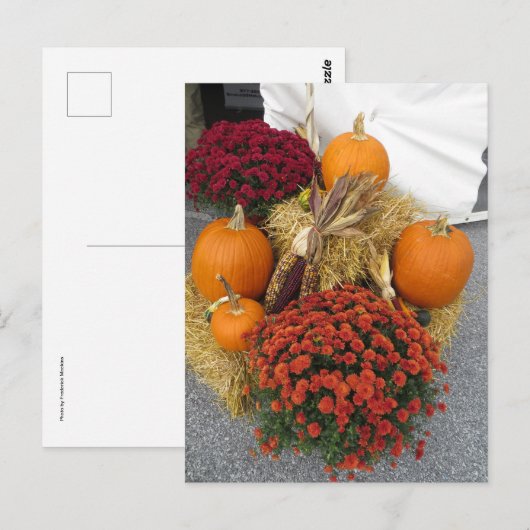 Pompoenen en matrozen briefkaart (Voorkant / Achterkant)