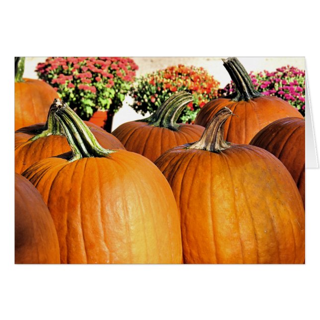 Pompoenen en Mums (Voorkant Horizontaal)