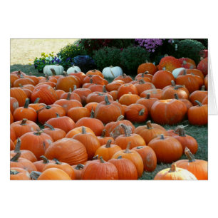 Pompoenen en Mums Herfst Oogst Fotografie