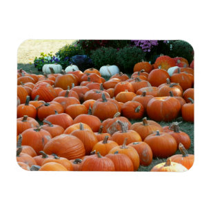 Pompoenen en Mums Herfst Oogst Fotografie Magneet