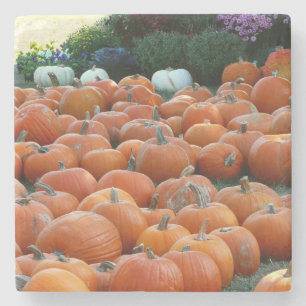 Pompoenen en Mums Herfst Oogst Fotografie Stenen Onderzetter
