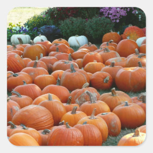 Pompoenen en Mums Herfst Oogst Fotografie Vierkante Sticker