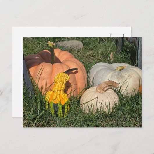 Pompoenen en pompoenen feestdagenkaart (Voorkant / Achterkant)
