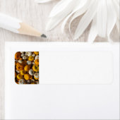 Pompoenen Etiket (Insitu)