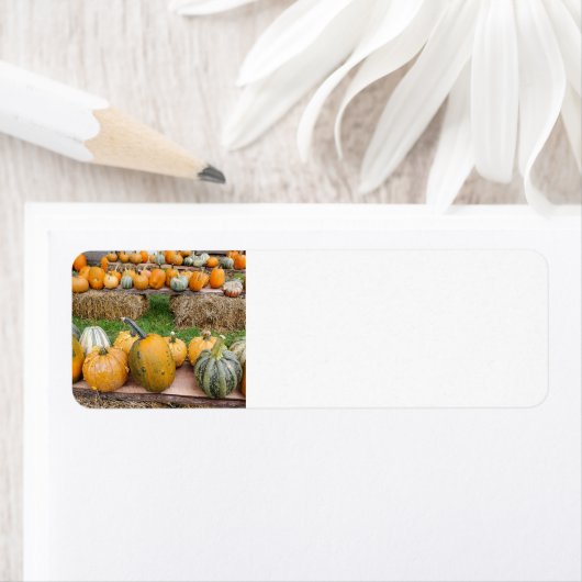 Pompoenen Etiket (Insitu)