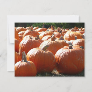 Pompoenen Foto voor Herfst, Halloween of Thanksgiv