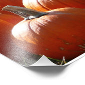 Pompoenen Foto voor Herfst, Halloween of Thanksgiv Afdruk (Hoek)