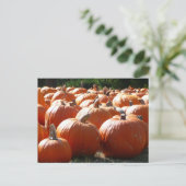 Pompoenen Foto voor Herfst, Halloween of Thanksgiv Briefkaart (Staand voorkant)
