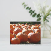 Pompoenen Foto voor Herfst, Halloween of Thanksgiv Feestdagenkaart (Staand voorkant)