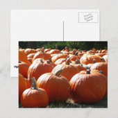 Pompoenen Foto voor Herfst, Halloween of Thanksgiv Feestdagenkaart (Voorkant / Achterkant)