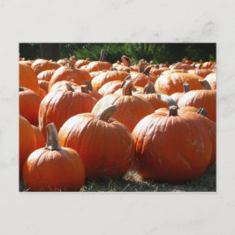 Pompoenen Foto voor Herfst, Halloween of Thanksgiv Feestdagenkaart