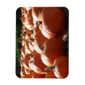 Pompoenen Foto voor Herfst, Halloween of Thanksgiv Magneet (Verticaal)