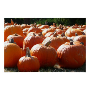 Pompoenen Foto voor Herfst, Halloween of Thanksgiv Poster