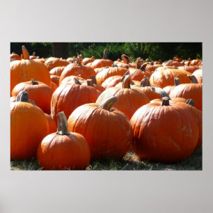 Pompoenen Foto voor Herfst, Halloween of Thanksgiv Poster