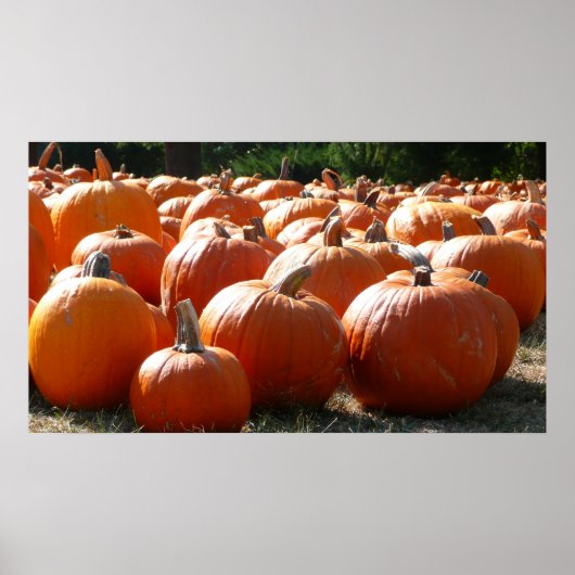 Pompoenen Foto voor Herfst, Halloween of Thanksgiv Poster (Voorkant)