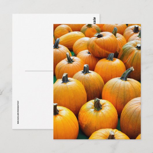POMPOENEN HERFST HERFST OOGST BRIEFKAARTEN (Voorkant / Achterkant)