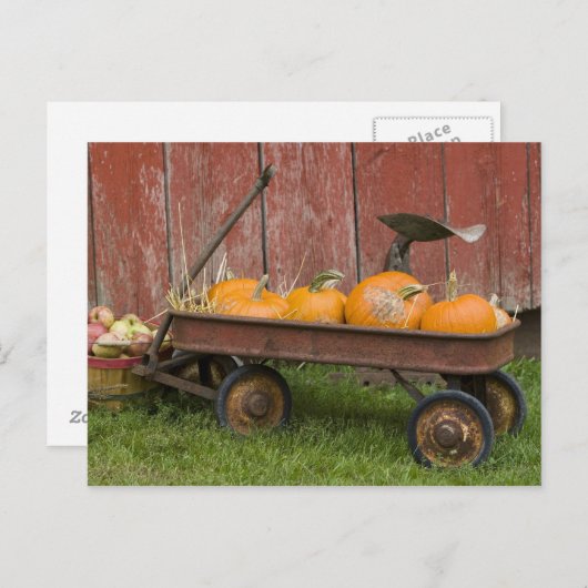 Pompoenen in oude wagen briefkaart (Voorkant / Achterkant)