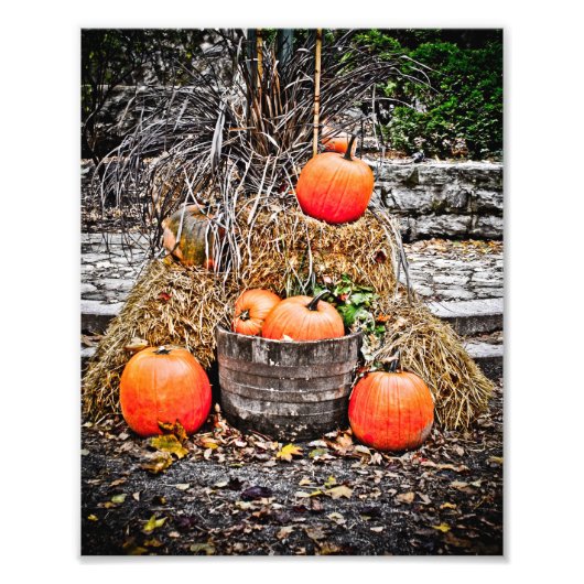 Pompoenen in Quebec Foto Afdruk (Voorkant)