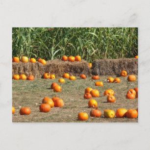 Pompoenen, Mais en Hooioogst Herfst Fotografie Briefkaart