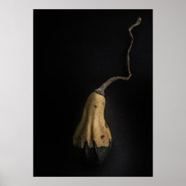 Pompoenen Nr 12 Kleurenversie Poster