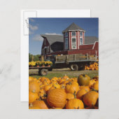 Pompoenen op boerderij in de herfst bij Concord, 2 Briefkaart (Voorkant / Achterkant)