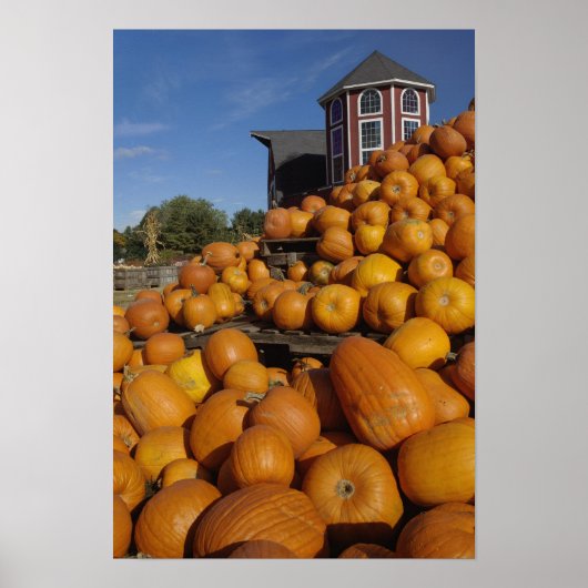 Pompoenen op boerderij in de herfst bij Concord, Poster (Voorkant)