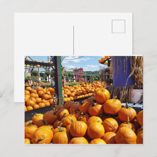 pompoenen op de markt briefkaart (Voorkant / Achterkant)
