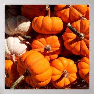 Pompoenen Poster