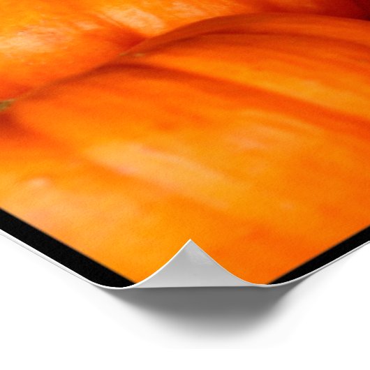 Pompoenen Poster (Hoek)