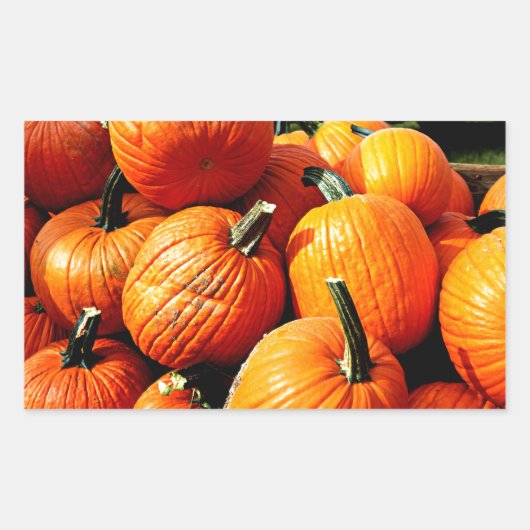 Pompoenen!! Rechthoekige Sticker (Voorkant)
