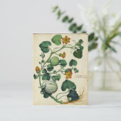 Pompoenen Squash Botanische Print Briefkaart (Staand voorkant)