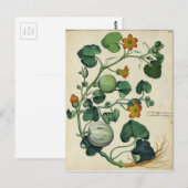 Pompoenen Squash Botanische Print Briefkaart (Voorkant / Achterkant)