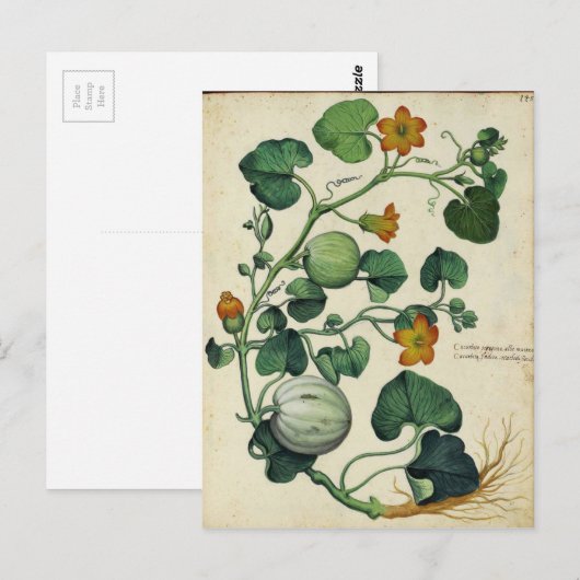 Pompoenen Squash Botanische Print Briefkaart (Voorkant / Achterkant)
